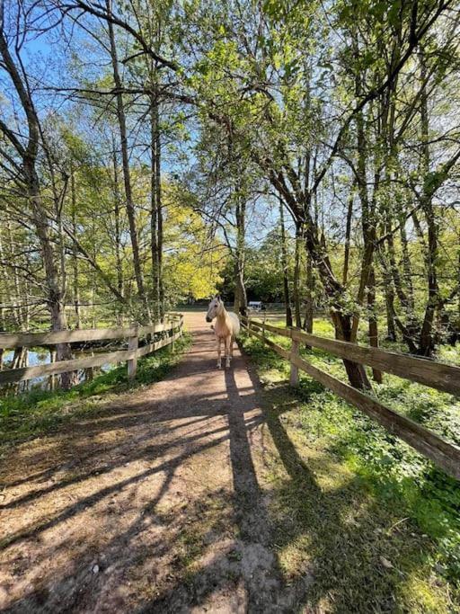 Pferdeparadies Untergruenhagen باد فولنغبوستل المظهر الخارجي الصورة